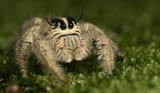 11-21-14-Jumping-Spiders