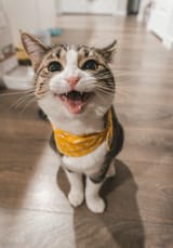 smileycatto