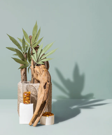 CANNABIS_AGARWOODVERTICAL_jpg