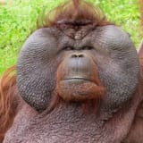 CHAD Orang
