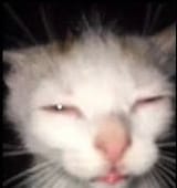 1732119091603518