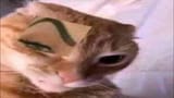 stank cat