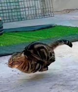 fasting-cat