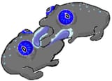 gayfrogs