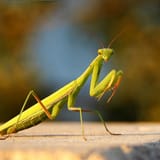 mantis