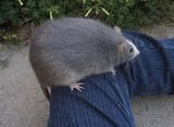 fat fucking rat