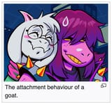 Goat attachment behavior