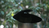 dabbing bird