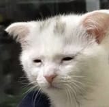 depresso