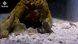 icegif-2134