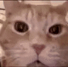 My_Honest_Laughing_cat_reaction-ezgif.com-video-to-gif-converter