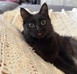 brainlessblep