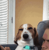 smirkingdog