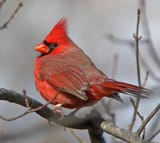 northern-cardinal