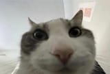 1733135486163926