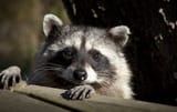 coon