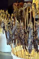 locust
