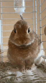 ear-bunny