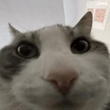 looks-inside-cat