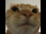 1727938087454176