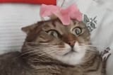 -2147483648 Cats