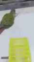 Bird wheel_thumb.jpg