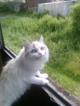 cat hmm