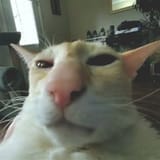 OIP