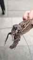 brutal claw_thumb.jpg