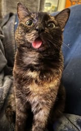 toastedblep