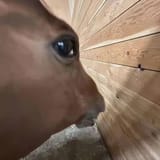 horses-from-this-angle-are-weird-v0-4dav7z3btend1