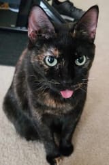 staringblep