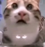 1744871306936122