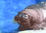 basedwalrus