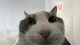 148185621365