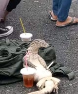 1733168818882187