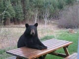 Bear table