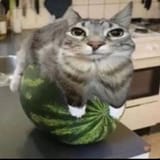 yuh