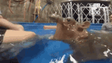 hippoattack