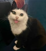 milkfaceblep