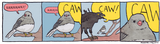 caw