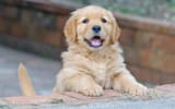 how-do-i-toilet-train-my-dog