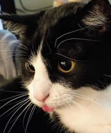 focusedblep