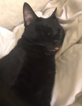 sleepyblepper