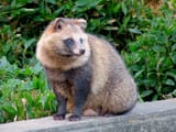 tanuki