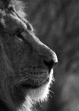 headlion