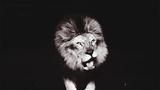 Lionroar