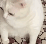 cat-macska