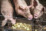 three-happy-pigs-eating-in-their-pen-in-a-barn