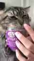 cat_thumb.jpg